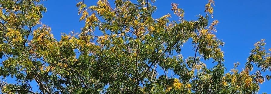 escondido-garage-floor-coatings